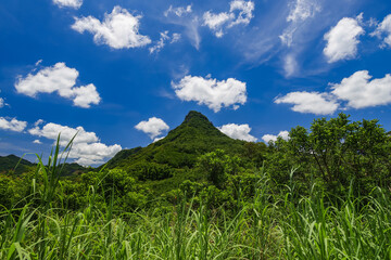 Fototapeta premium Scenic image of a Sugar cane field near Moka Range mountains on Mauritius island, Africa 