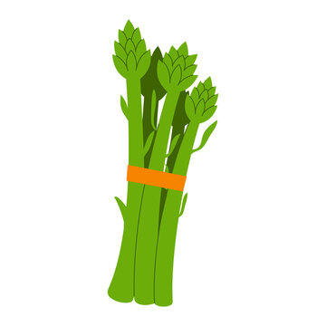 Asparagus bundle illustration isolated on transparent background. Fresh green asparagus tied with band. Healthy vegetable icon for recipe, food packaging, cookbook illustration. High resolution PNG
