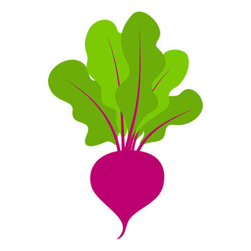 Beetroot clipart PNG with transparent background. Fresh beet, radish vegetable icon for healthy food, organic farming, gardening, recipe design, grocery branding and educational projects. High-res