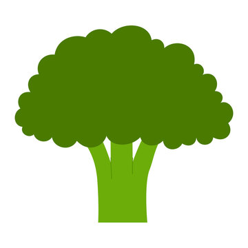 Broccoli clipart PNG on transparent background. Fresh  vegetable illustration for healthy food, organic farming, recipe design, grocery branding, cooking, articles, social media, nutrition projects