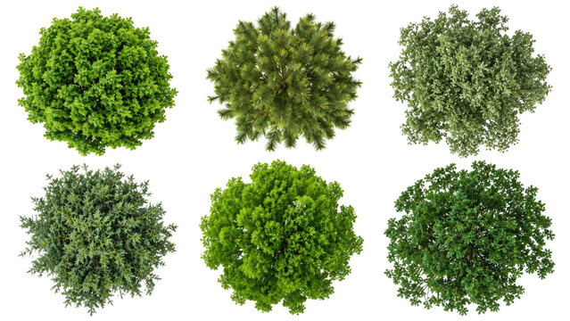 Overhead view of six different green tree and shrub canopies on a transparent background, showing varied shapes, textures and foliage densities