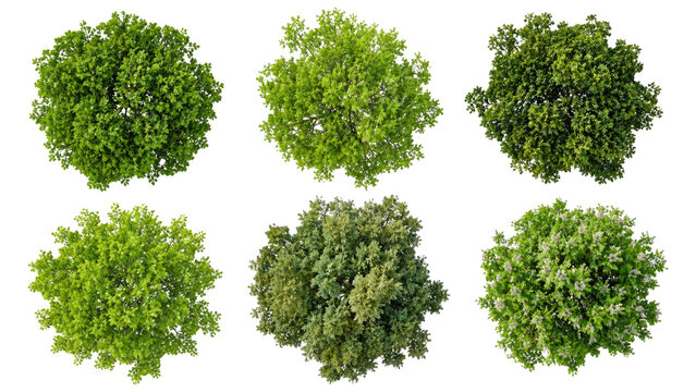Top-down view of six isolated green tree canopies arranged in two rows on a transparent background