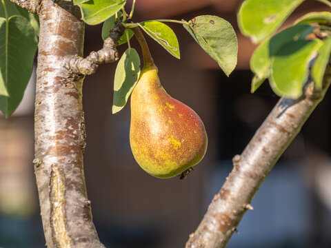 Ripe pear hanging on tree branch