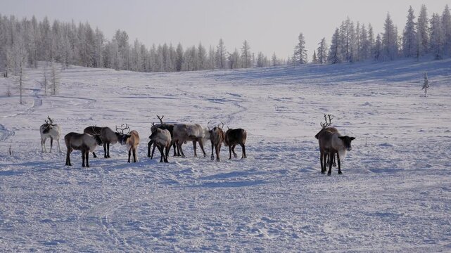 Magnificent reindeer herd standing and walking in a vast snowy field on a cold winter day. Beautiful wild animals grazing in their natural habitat with a forest in the background