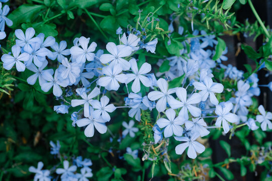 Close-up of light blue Plumbago auriculata flowers with green leaves.