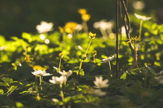 Backlit wood anemone Anemone nemorosa flowers glowing in warm forest sunlight.