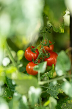 Cherry tomato Solanum lycopersicum cluster ripening on leafy garden vine.