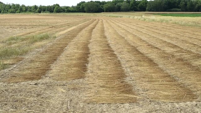 A wide perspective shows cut lines of swathed oilseed rape laying in parallel rows across a harvested field. The mown Brassica napus crop dries on the ground before combining.