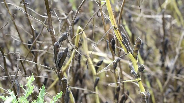 A close-up view shows scorched stems and dried bean pods on Phaseolus vulgaris plants during a June 2026 heatwave in France. The ruined agricultural crop stands withered.
