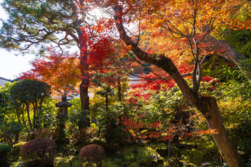 Fototapeta premium 日本の風景・秋 京都 嵯峨嵐山 紅葉の二尊院