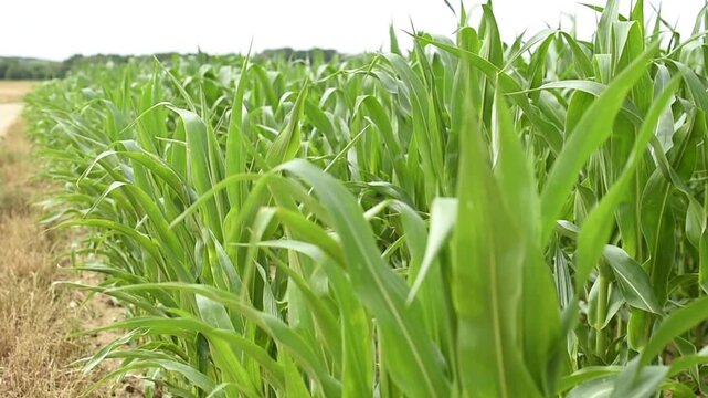 A close-up perspective captures vibrant green leaves of young corn stalks growing in a dense field. The Zea mays plants sway gently next to an unpaved rural path.