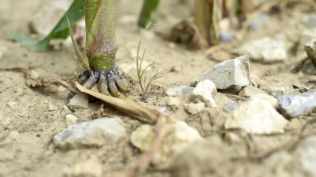 A close-up shot focuses on the base of a corn stalk revealing its prominent brace roots anchored into rocky soil. The Zea mays plant grows from dry ground in a cultivated field.