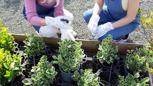 Two gardeners pruning potted plants outdoors