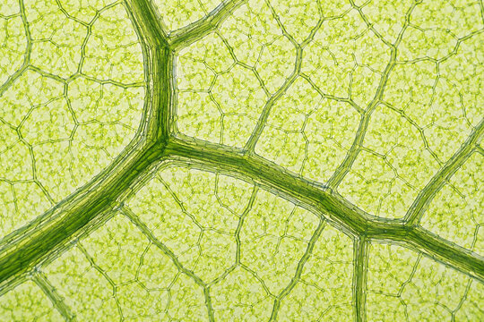 Scientific botanical illustration of a living leaf vein network under microscopic view, showing detailed vascular structure and surrounding plant cells for biology education and publications.