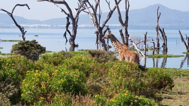 Majestic rothschild giraffe walking along the scenic shore of lake naivasha in kenya. Animal in lush green bushes and dead acacia trees, before bending down to eat from the foliage