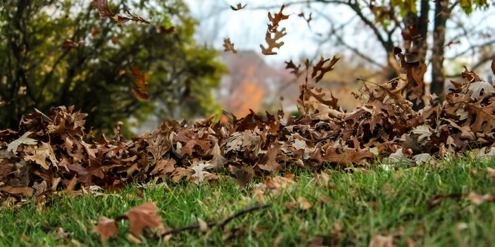 a pile of autumn leaves during a cleanup. a leaf blower in use with oak leaves in the air. beauty in nature seasonal landscape.
