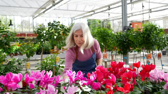 Senior woman gardening with cyclamen flowers