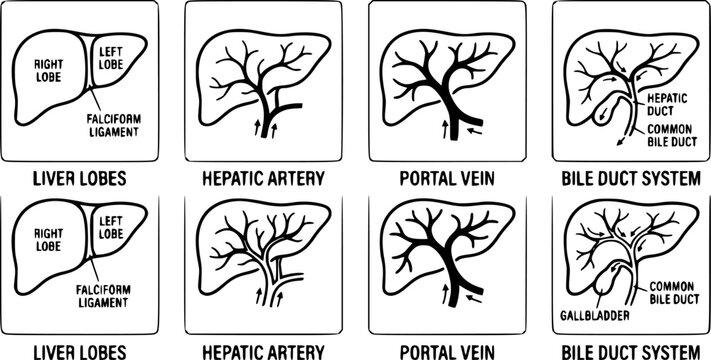 Liver Anatomy Icons. Outline icon set of liver anatomy basics: liver lobes, hepatic artery, portal vein, bile