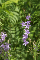 Fototapeta premium Rampion bellflower stalk Campanula rapunculus with ferns