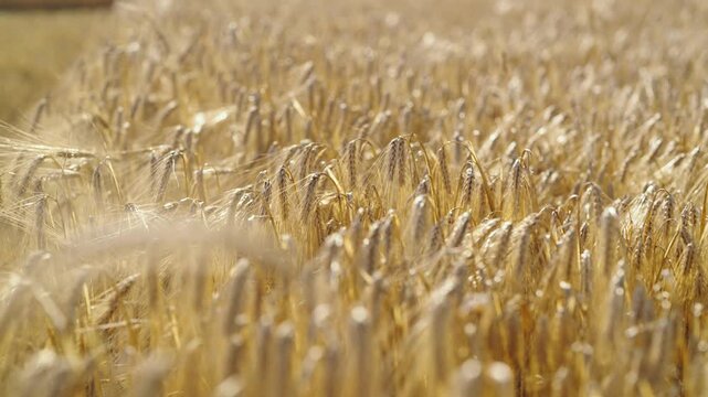 Wheat is being harvested in a large field. The golden stalks are swaying in the wind under clear blue skies. Farmers work to collect the grains during sunny weather.