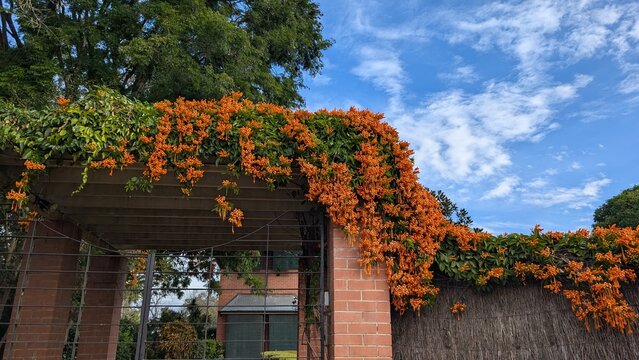 PYROSTEGIA Orange Trumpet Vine