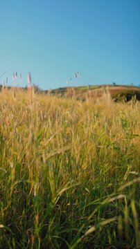 A field of small yellow flowers in the unspoiled Calabrian countryside
