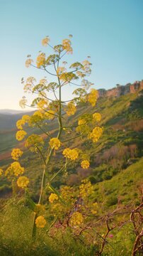 Yellow shrub on a hillside at sunset