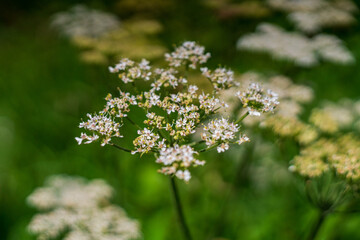 Fototapeta premium Close up of Cow Parsley Anthriscus sylvestris flower heads on a track side