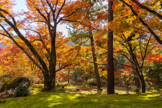 日本の風景・秋　京都　嵯峨嵐山　紅葉の宝厳院　獅子吼の庭
