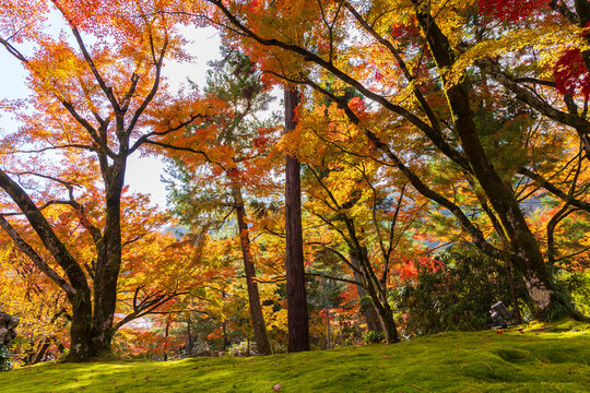 日本の風景・秋　京都　嵯峨嵐山　紅葉の宝厳院　獅子吼の庭
