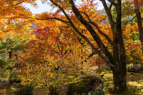 日本の風景・秋　京都　嵯峨嵐山　紅葉の宝厳院　獅子吼の庭