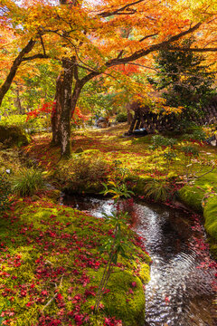 日本の風景・秋　京都　嵯峨嵐山　紅葉の宝厳院　獅子吼の庭