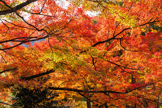 日本の風景・秋　京都　嵯峨嵐山　紅葉の宝厳院　獅子吼の庭
