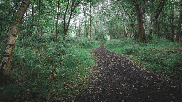 Claybrook Marsh Wetland Nature Scenes in Coventry West Midlands England
