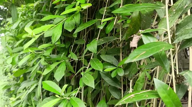Green leaf vine foliage plant nature dense tropical garden background texture