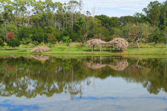 Paisagem do Parque Leol&iacute;dio Di Ramos Caiado, muito arborizado, com algumas &aacute;rvores floridas e um lago com &aacute;gua muito reluzente.