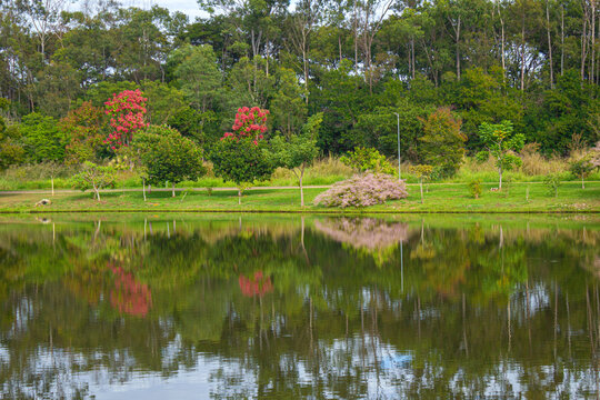 Detalhe do Parque Leol&iacute;dio Di Ramos Caiado em Goiania. Um parque muito arborizado e florido, com um lago de &aacute;gua cristalina.