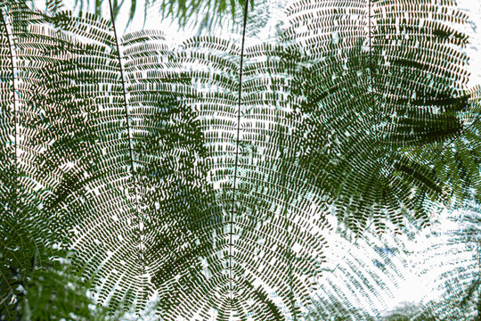 Detalhe de textura de folhas de uma &aacute;rvore, fotografadas de baixo para cima, com c&eacute;u ao fundo.