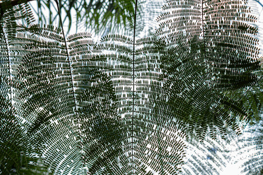 Detalhe de textura de folhas de uma &aacute;rvore, fotografadas de baixo para cima, com c&eacute;u ao fundo.