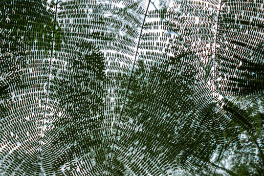 Detalhe de textura de folhas de uma &aacute;rvore, fotografadas de baixo para cima, com c&eacute;u ao fundo.