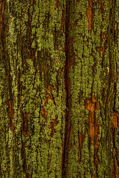 Detalhe de tronco de &aacute;rvore com nervuras e muito liquen.