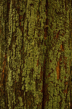 Detalhe de tronco de &aacute;rvore com nervuras e muito liquen.