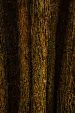 Quadro cheio de detalhe de alguns troncos cheios de veios de &aacute;rvores em bosque. Imagem vertical.