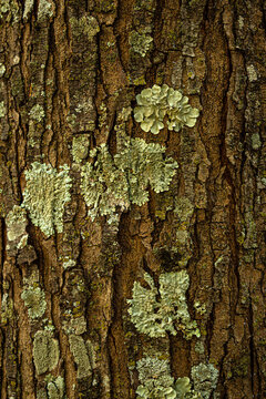 Detalhe do tronco de textura muito rugosa de uma &aacute;rvore, cheio de l&iacute;quen.