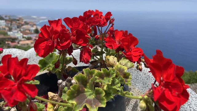 Red geranium flowers in the garden against ocean in Tenerife, Canary Islands, Spain. Blooming pelargonium, 4K.
