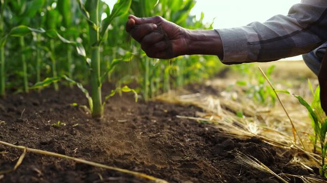 Farmer examining soil by hand in a corn field, showing crop monitoring, agricultural care, field conditions and connection to the land.