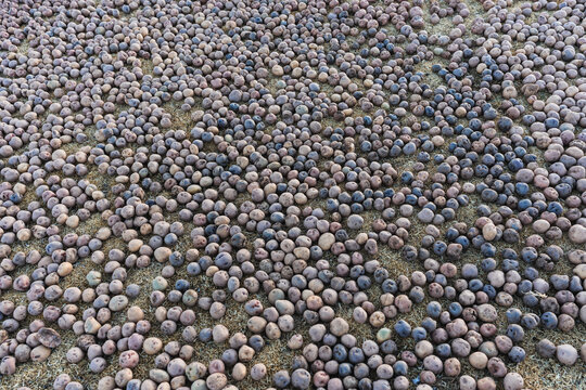 chu&ntilde;o production: potatoes laid out on the grass in the Andes Mountains outdoors to freeze and turn into chu&ntilde;o