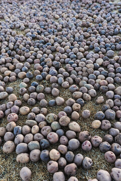 chu&ntilde;o production: potatoes laid out on the grass in the Andes Mountains outdoors to freeze and turn into chu&ntilde;o