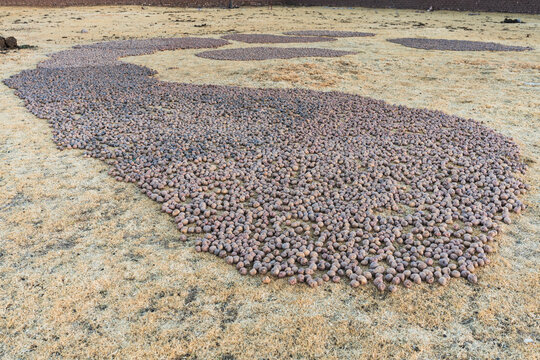 chu&ntilde;o production: potatoes laid out on the grass in the Andes Mountains outdoors to freeze and turn into chu&ntilde;o