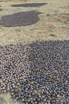 chu&ntilde;o production: potatoes laid out on the grass in the Andes Mountains outdoors to freeze and turn into chu&ntilde;o